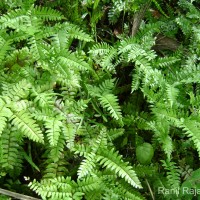 Adiantum latifolium Lam.